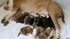 沐鸣平台英国斗牛犬产下20只幼犬