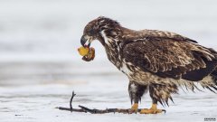 摄影师捕捉到老鹰试图吃掉橡皮鸭的精彩画面