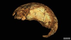 200万年前，沐鸣平台登陆线路非洲南部可能曾发生过一次古人类的过渡