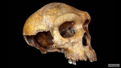 这具30万年前的头骨可能来自非洲的一个“幽灵”族群