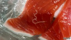 在一些用于寿司的鱼种中，沐鸣平台登陆线路寄生蠕虫的数量正在飙升