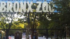 官员说，杏3沐鸣平台布朗克斯动物园的老虎冠状病毒检测呈阳性