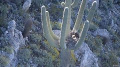 官员们说，秃鹰在亚利桑那州的saguaro仙人掌上首次筑巢的照片