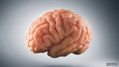 《大脑的想法》探讨了神经科学的发展