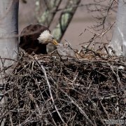 俄亥俄州秃头鹰数量激增，州政府官员称:“这是俄亥俄州野生动物最成功的故事之一。”