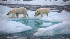 一项令人不安的研究称，沐鸣平台北冰洋可能在未来30年内拥有一个无冰的夏季