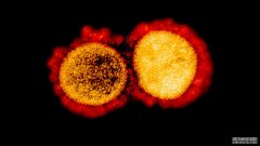 冠状病毒有两个版本。一个并不比另一个更危险