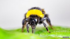 沐鸣注册登录没有花粉的大黄蜂可能会通过咬树叶来加速植物开花