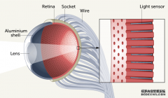 一种新的人造眼睛模仿人类的眼睛，而且可能比人类的眼睛更好
