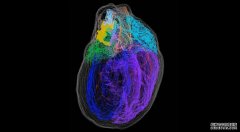 沐鸣注册登录一幅新的3d地图照亮了心脏内的“小大脑”