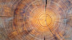 “树的故事”沐鸣注册登录探索了树木的年轮能告诉我们关于过去的什么
