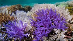 霓虹色可能会帮助一些珊瑚从漂白中恢复过来