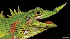 科学家发现了一种消失了100多年的鼻角龙蜥蜴