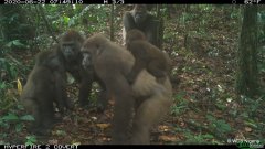 温暖人心的图片展示了世界上最稀有的大猩猩和婴儿，杏3沐鸣平台惊心动魄的野生动物专家