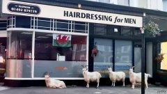 冠状病毒禁闭期间，在理发店外发现山羊:“真是合适的时刻”