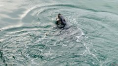 在英国，一只野生海豹在乞讨鱼的照片走红网络