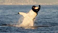 警告图片:大白鲨冲进水里捕食海豹幼崽