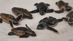 佛罗里达动物园在伊萨亚斯期间收留了几十只刚孵化的海龟，但表示它们“不需要待在这里”。