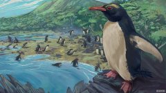 杏3沐鸣平台发现缺失的环节?300万岁的红眼企鹅可能与现代海鸟有关