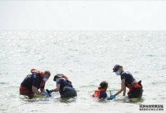 科德角义工争先拯救搁浅海滩上的45只海豚