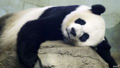 沐鸣平台国家动物园准备迎接熊猫宝宝的出生:“把你的爪子交叉起来!”