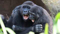 杏3沐鸣平台布拉格动物园的大猩猩兄弟姐妹被发现拥抱在一起
