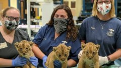 沐鸣平台这是近半个世纪以来在匹兹堡动物园诞生的第一只小狮子