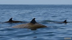 一头突吻鲸近四小时的潜水创造了一项新纪录