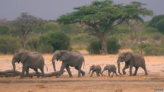 沐鸣平台津巴布韦大象死亡之谜可能被解开，因为专家眼中的细菌疾病