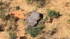 博茨瓦纳大象大量死亡的秘密可能得到解决