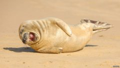 沐鸣平台金色沙滩上的海豹幼崽被发现“大笑”