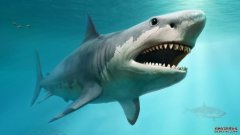 子宫内的同类相食可能是巨齿鲨变成庞然大物的原因