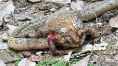 沐鸣平台登陆线路这条蛇在活蟾蜍的胃里撕开一个洞，吃掉它们的器官
