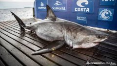 杏3沐鸣平台研究人员在新斯科舍发现了17英尺长的大白鲨，重近2吨