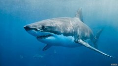 基于鲨鱼的冠状病毒疫苗引发了争议，环保主义者发起了运动来阻止它们的使用