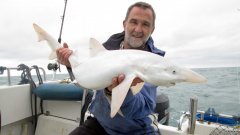 杏3沐鸣平台罕见全白鲨被发现:“一生的鱼”