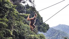 沐鸣平台登陆线路一座索桥为濒临灭绝的长臂猿修复了一条穿过树林的公路