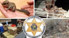 杏3沐鸣平台佛罗里达野生动物调查人员发现飞鼠走私团伙:官员们