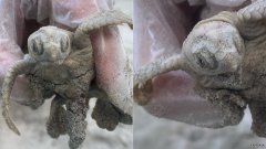美国南卡罗来纳州海滩上发现罕见海龟