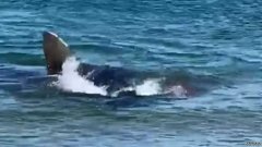 大白鲨吞食海豹，将马萨诸塞州海滩的海水弄得血流成河