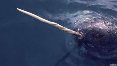 鲸鱼和其他野生动物可能会感染COVID-19:全球“潜在的连锁效应”