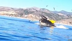 沐鸣平台座头鲸几乎将两名皮划艇运动员吞下加州海岸