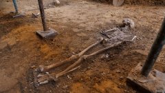 在爱尔兰酋长去世400多年后，沐鸣平台西班牙仍在继续寻找他的骨架
