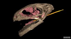 沐鸣注册登录一种古老的两栖动物是已知的最古老的拥有弹弓般的舌头的动物