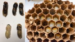 杏3沐鸣平台在华盛顿巢发现了500多只“谋杀大黄蜂”，其中包括近200只“女王”