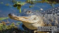 沐鸣平台在佛罗里达的高尔夫球场上发现了巨大的10英尺长的鳄鱼