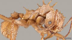 沐鸣注册登录矿物护甲帮助一些切叶蚂蚁在与更大的亲戚的战斗中获胜