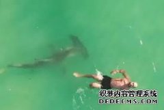 杏3沐鸣平台锤头鲨在浑然不觉的游泳者周围转圈