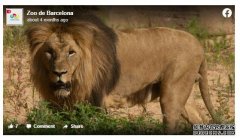 沐鸣国际平台注册巴塞罗那动物园四只狮子的冠状病毒检测呈阳性