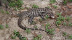乔治亚州官员称，沐鸣国际平台注册入侵的蜥蜴正威胁着当地的野生动物